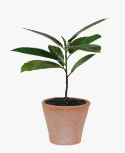 Plante grønn - 10x10x25 cm