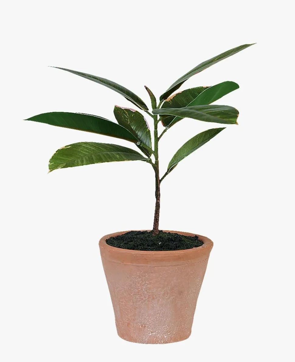 Plante grønn - 10x10x25 cm