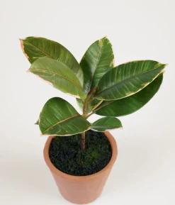 Plante grønn - 10x10x25 cm