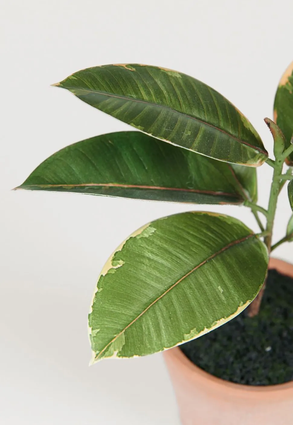 Plante grønn - 10x10x25 cm