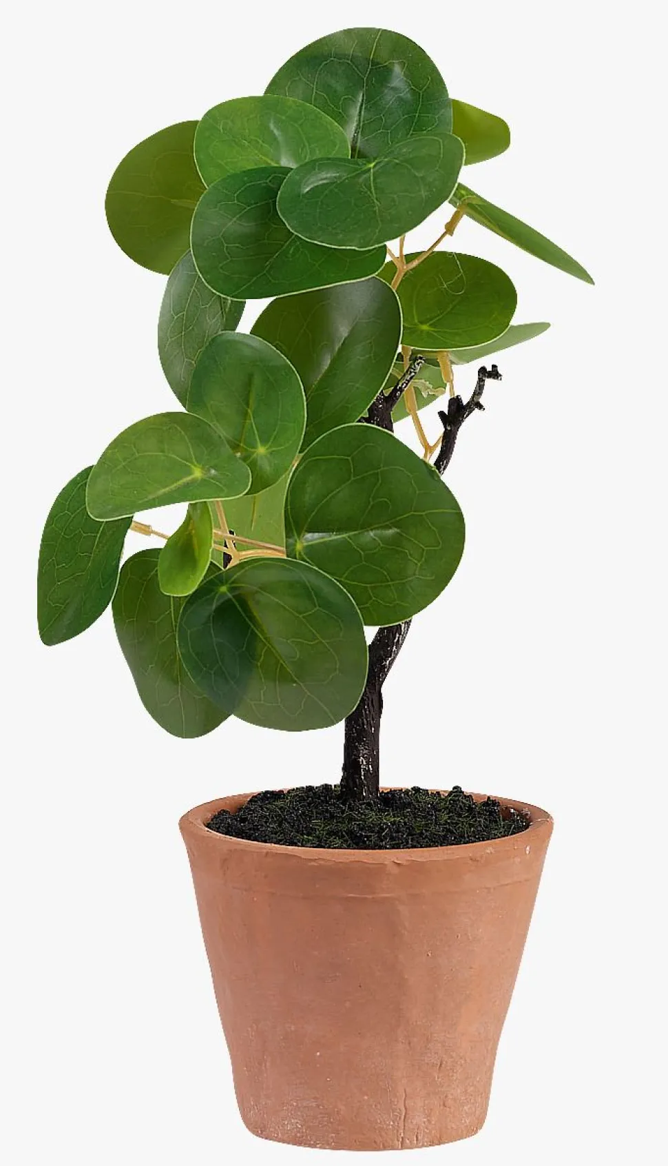 Plante grønn - 10x10x25 cm