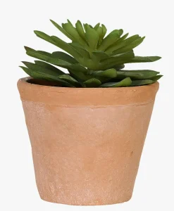 Plante multi grønn - 10x10x12 cm