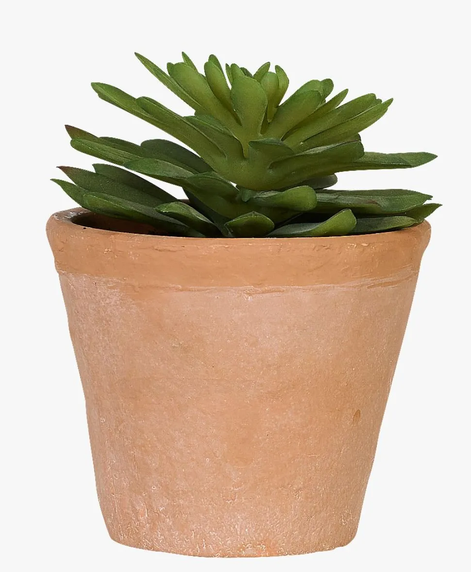 Plante multi grønn - 10x10x12 cm